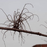 Japanese Knotweed